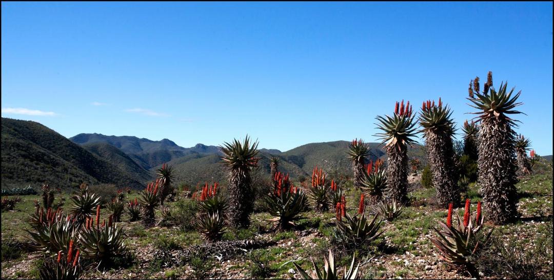 Photo of Others in Oudtshoorn
