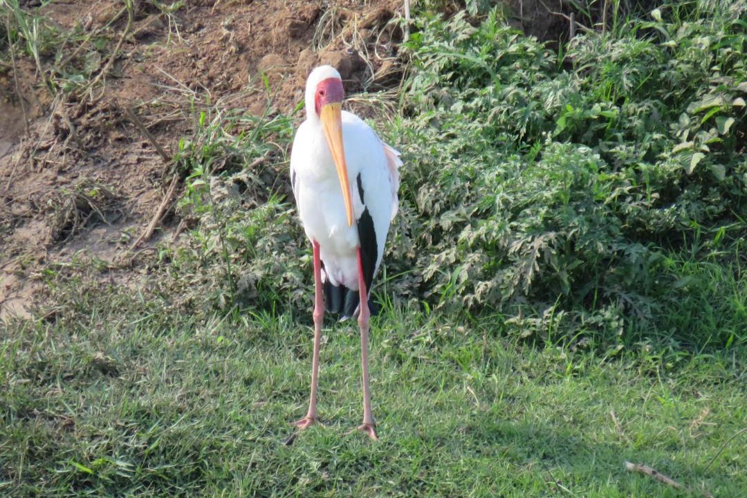 Photo of Others in Malelane