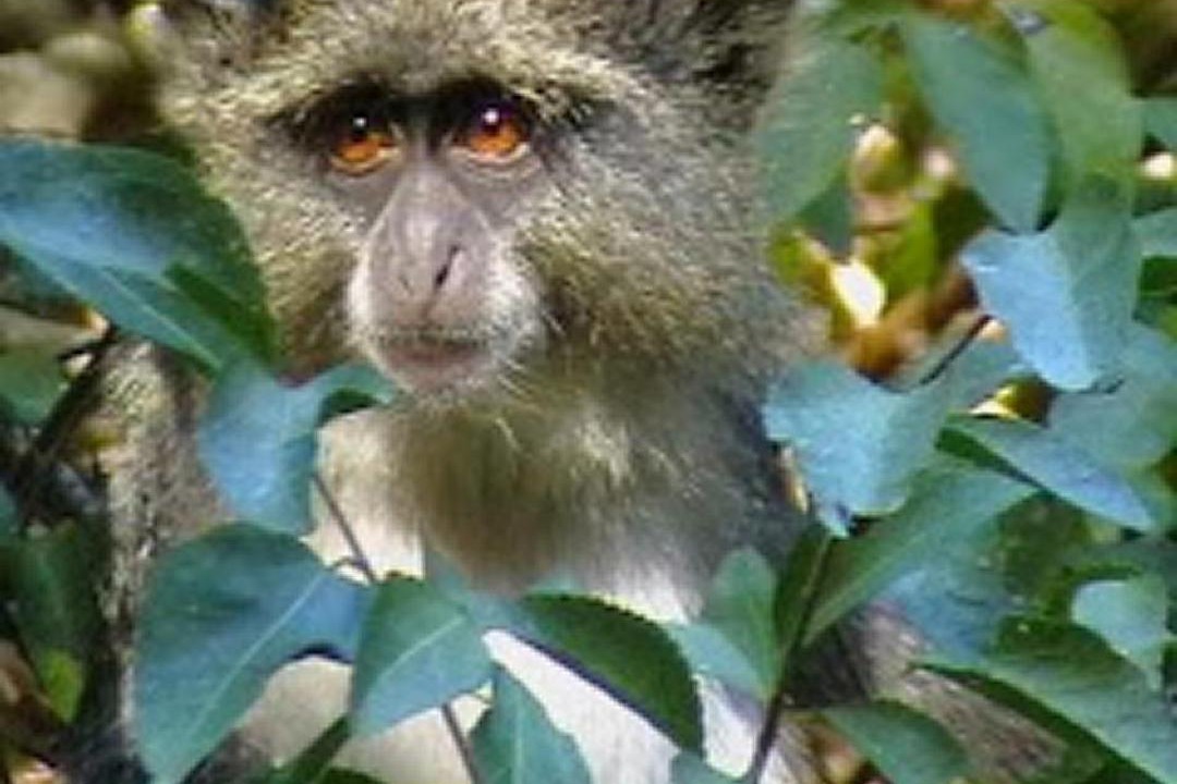 Photo of Others in St. Lucia