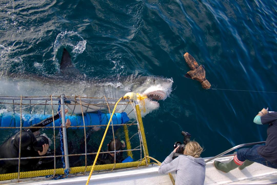 Photo of Others in Gansbaai