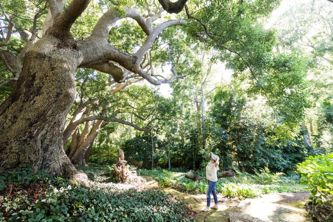 Photo of Others in Constantia