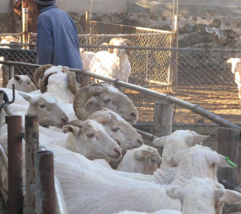 Photo of Others in Kopanong