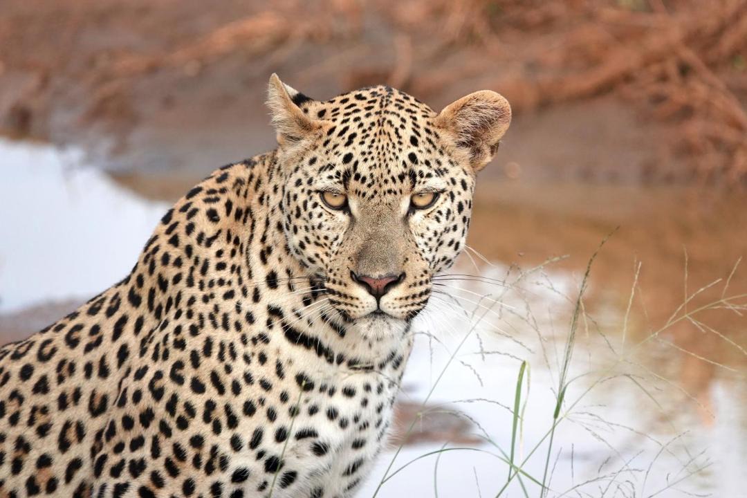 Photo of Others in Kruger National Park