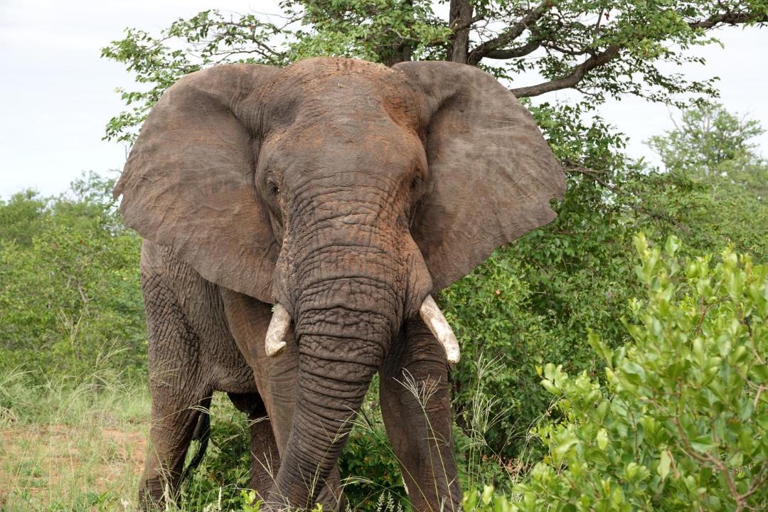 Photo of Others in Kruger National Park