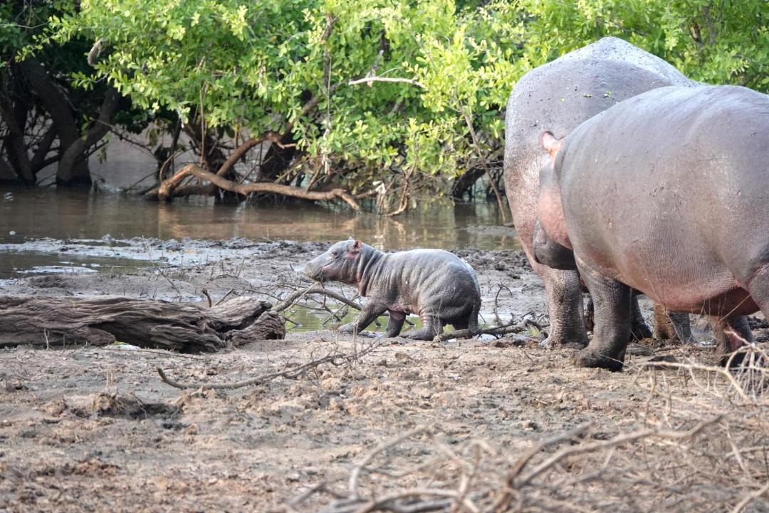 Photo of Others in Kruger National Park