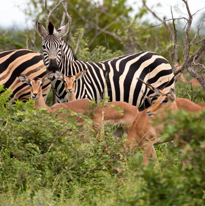 Photo of Others in Kruger National Park
