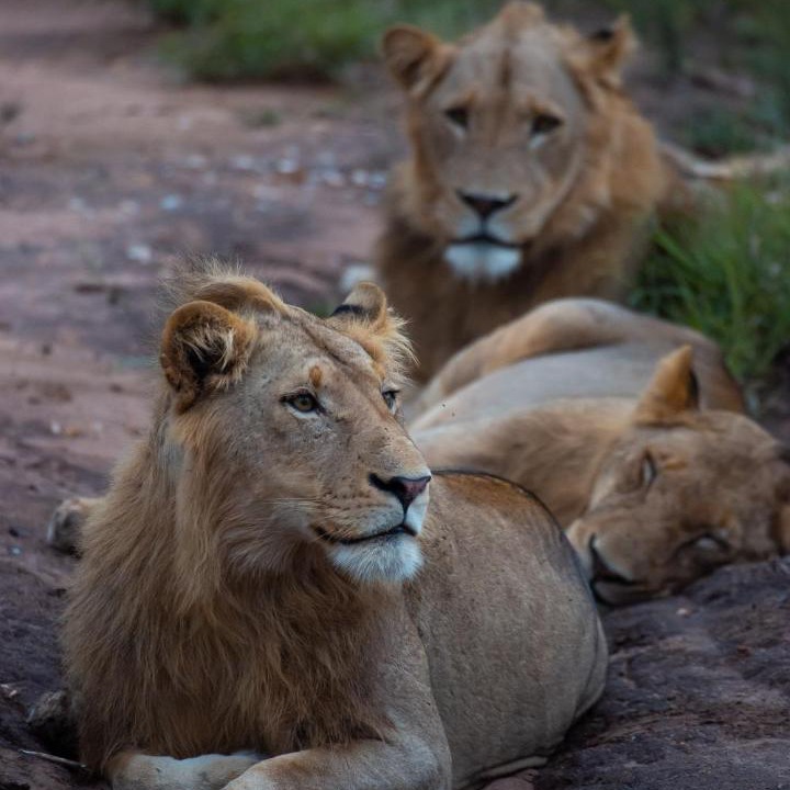 Photo of Others in Kruger National Park