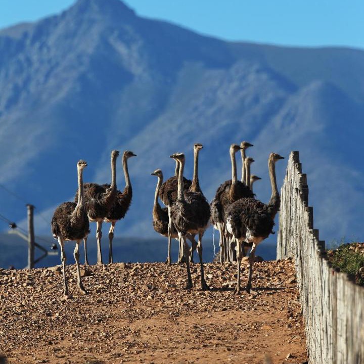 Photo of Others in Schoemanshoek
