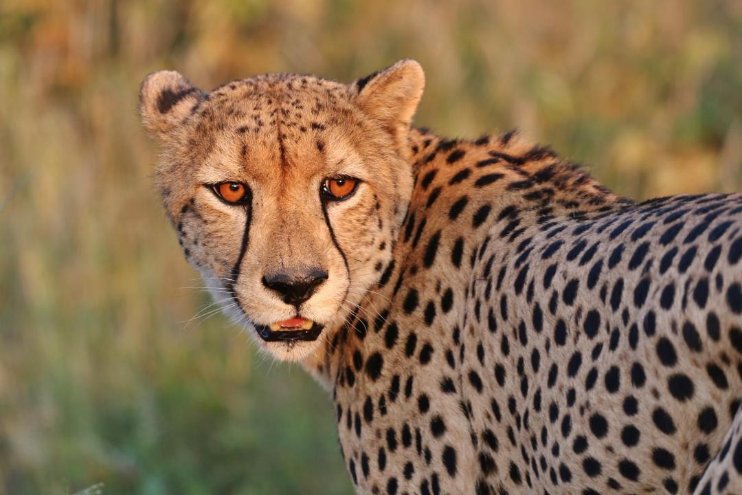 Photo of Others in Phalaborwa