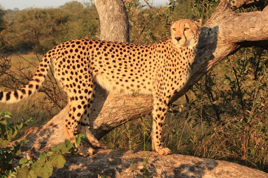 Photo of Others in Phalaborwa