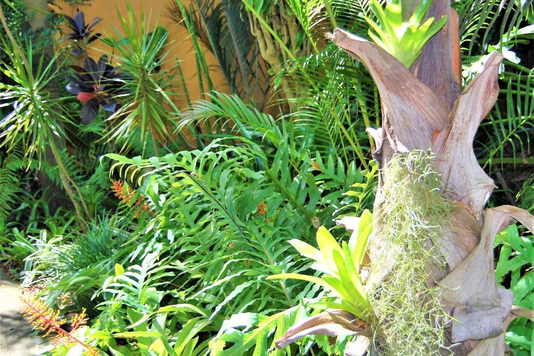 Photo of Others in St. Lucia