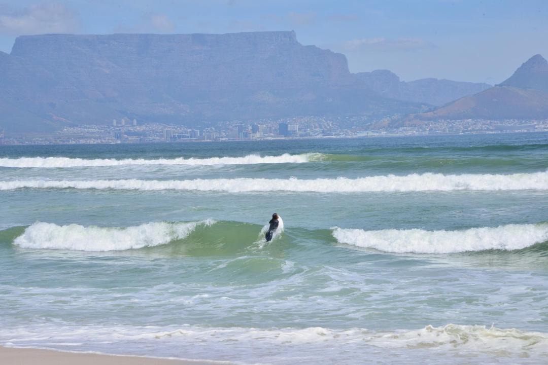 Photo of Others in Bloubergstrand