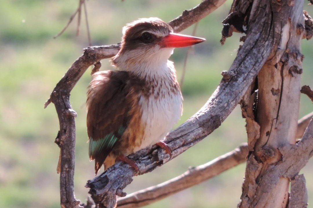 Photo of Others in Oudtshoorn