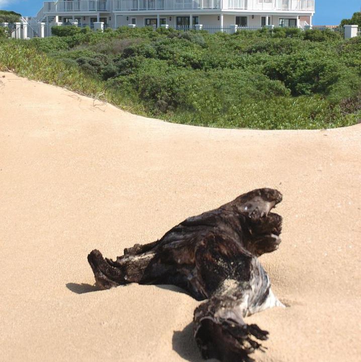 Photo of Others in Port Alfred