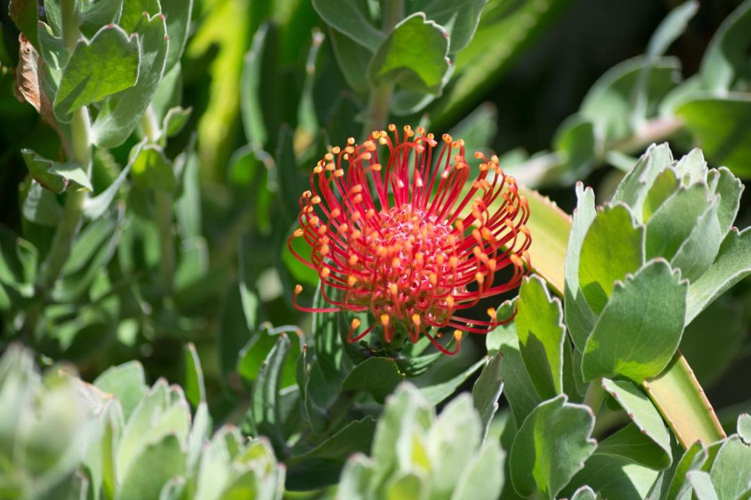 Photo of Others in Betty's Bay