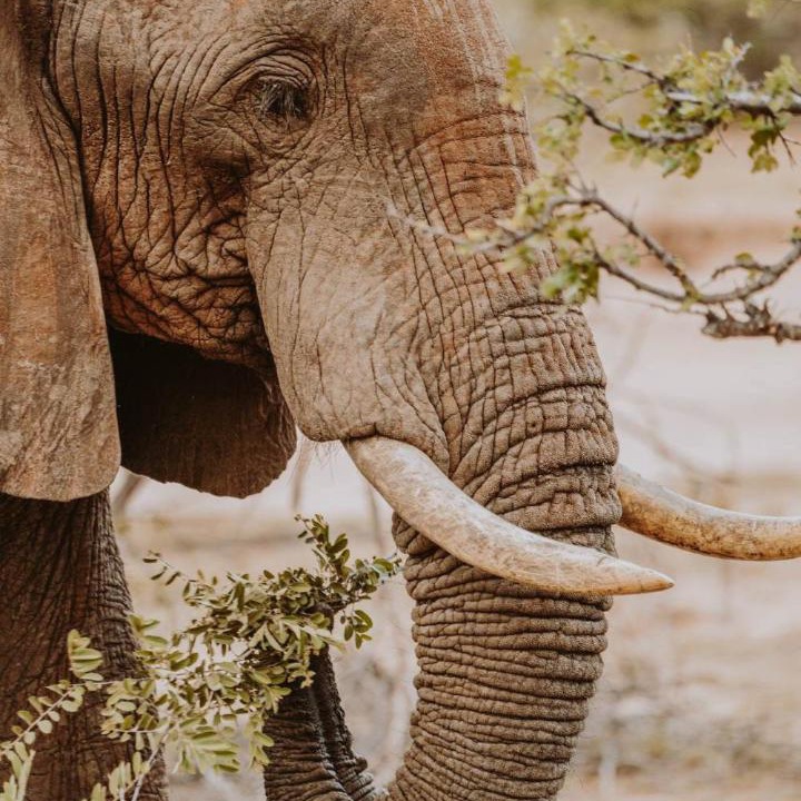 Photo of Others in Kruger National Park