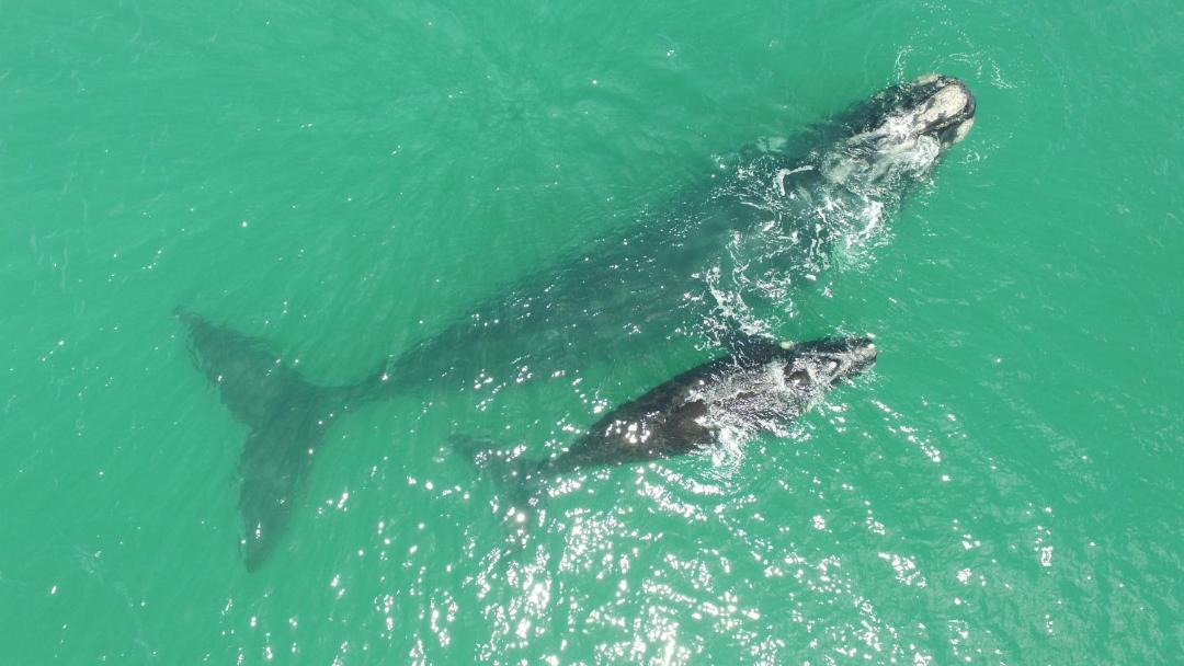 Photo of Others in Gansbaai