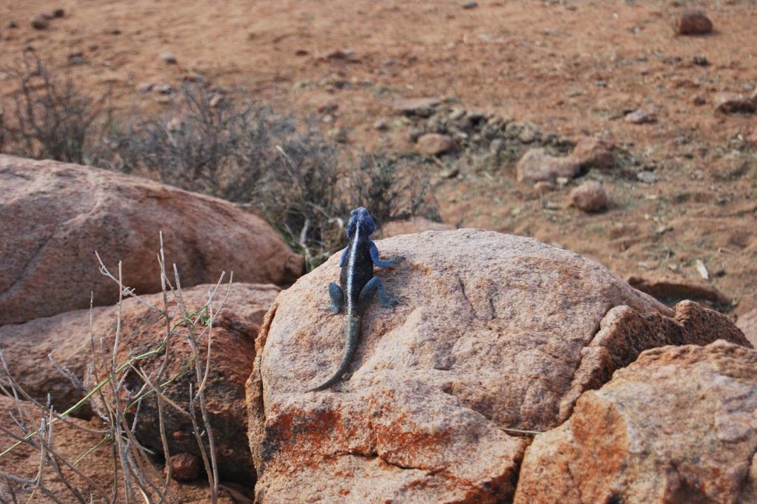 Photo of Others in Leliefontein