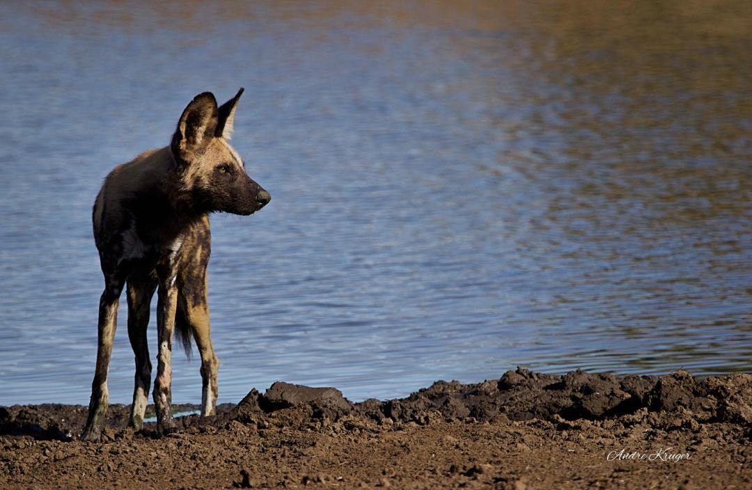 Photo of Others in Kruger National Park