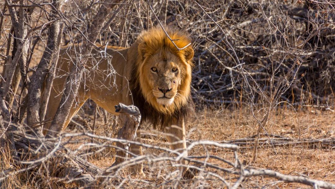 Photo of Others in Kruger National Park