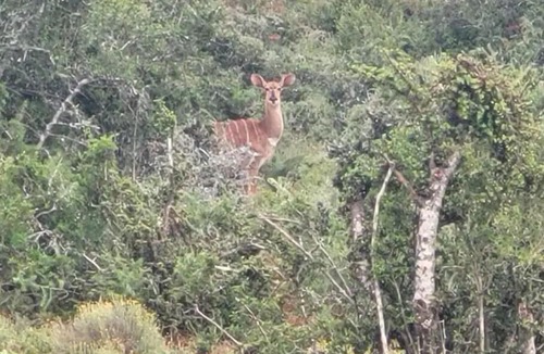 Addo Cabin | The Dam House