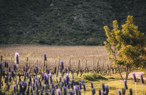 Schoemanshoek House | Vogelsang Farm Cottage