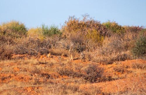 Matzikama Other | Nama-Qua Game Reserve