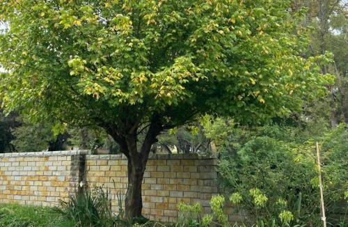 Ficksburg Bed & Breakfast | Bella - Rosa