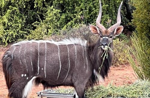 Oudtshoorn Apartment | Elandsdans Game Farm Oudtshoorn