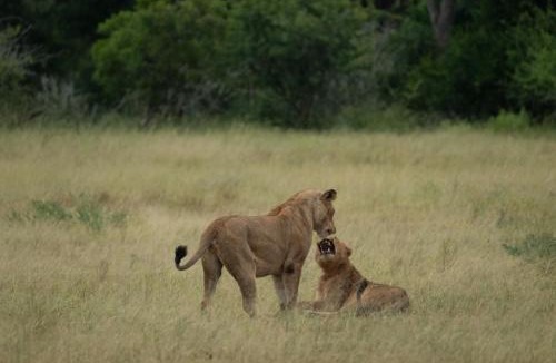 Ehlanzeni Cabin | Lion Sands River Lodge