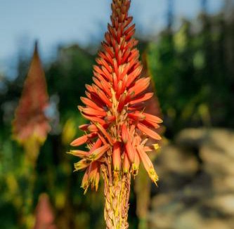 Kopanong House | Garingboom Guest Farm