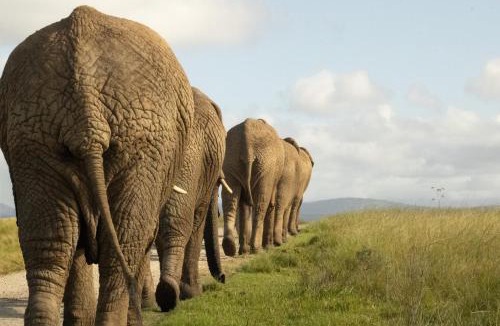 Buffalo Hills Game Reserve Cabin | Knysna Elephant Park Lodge