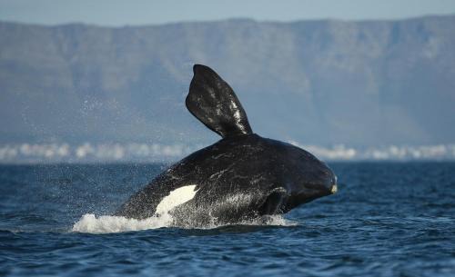 Westcliff Hostel | Zoete Inval Travelers Lodge Guesthouse Hermanus