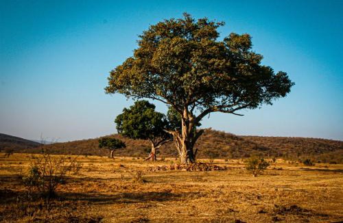 Vaalwater Hotel | Ilanga Lodge Welgevonden Game Reserve