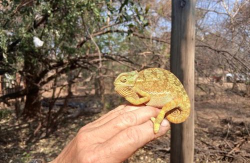 Cullinan Other | Wildland Safaris