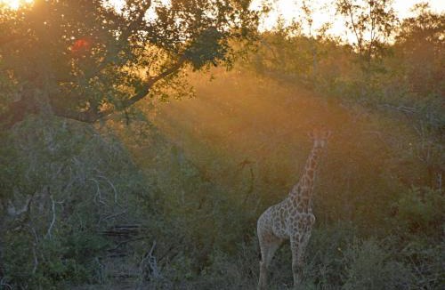 Marloth Park House | Croc Orvyll's Kruger Lodge, Close to Kruger National Park we are popular for Free roaming wildlife