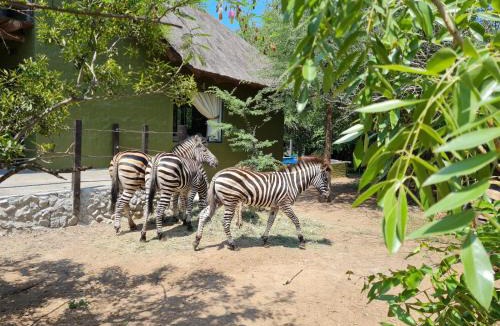 Marloth Park House | Croc Orvyll's Kruger Lodge, Close to Kruger National Park we are popular for Free roaming wildlife
