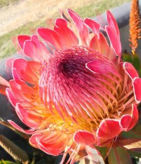Betty's Bay House | Stay At Friends