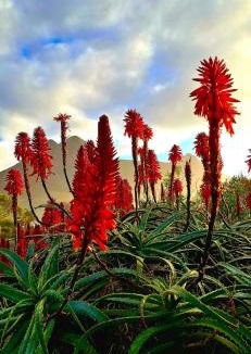 Kleinmond House | La Mer Seafront Selfcatering Accommodation Kleinmond