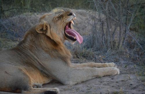 Thorny Bush Game Reserve Cabin | AM Lodge - Hoedspruit