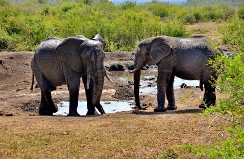 Madikwe Game Reserve Cabin | Motswiri Private Safari Lodge