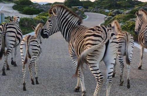 Gansbaai Villa | Cast Away at Romansbaai - Salted Fynbos Staying