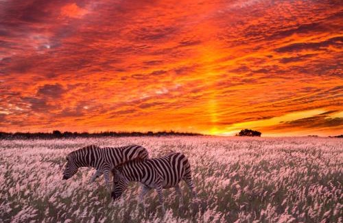 Sidbury Cabin | HillsNek Safari Camp – Amakhala Game Reserve