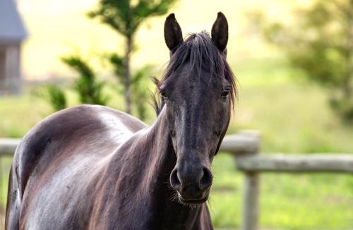 Phuthaditjhaba Cabin | Wild Horses Lodge