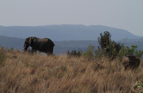 Vaalwater Cabin | Inzalo Safari Lodge