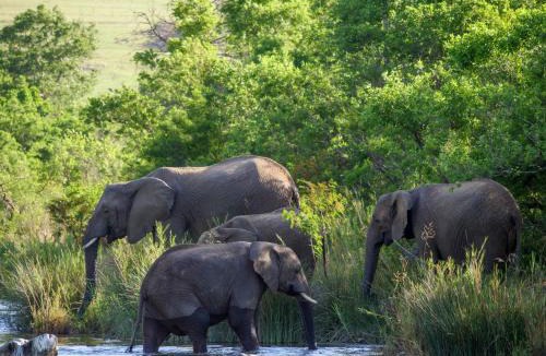 Badplaas Cabin | Nkomazi Game Reserve by NEWMARK