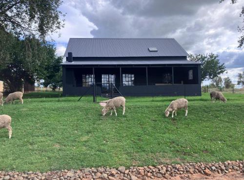 Black Swan in Rosendal