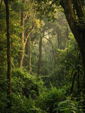 Ehlatini Private Forest Reserve in Howick