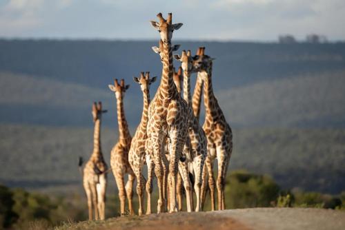 4 bedroom Luxury Private Safari Villa with Wildlife Drives in Fort Brown