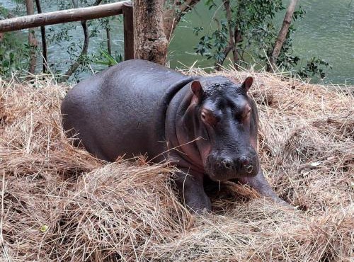 Jessica The Hippo in Hoedspruit